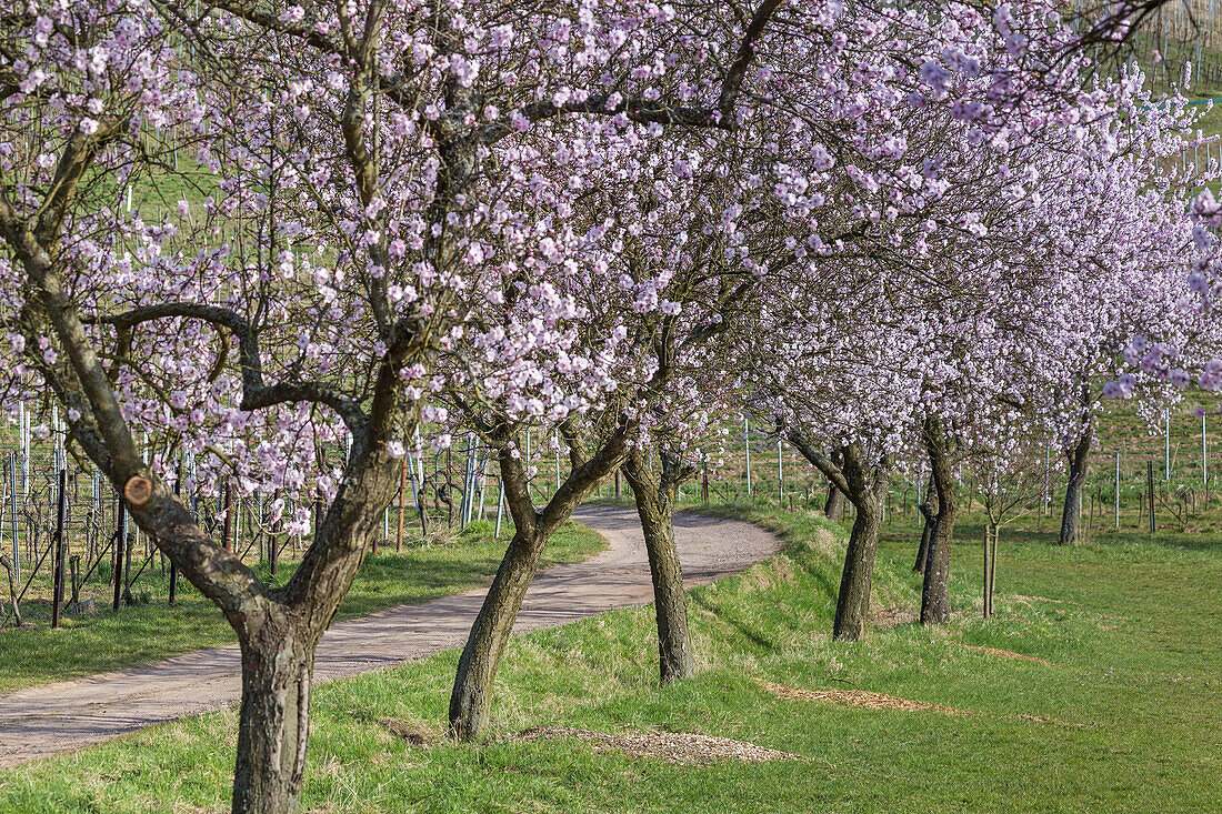 Almond blossom in the Palatinate Forest, Frankweiler, Palatinate, Rhineland-Palatinate, Germany, Europe