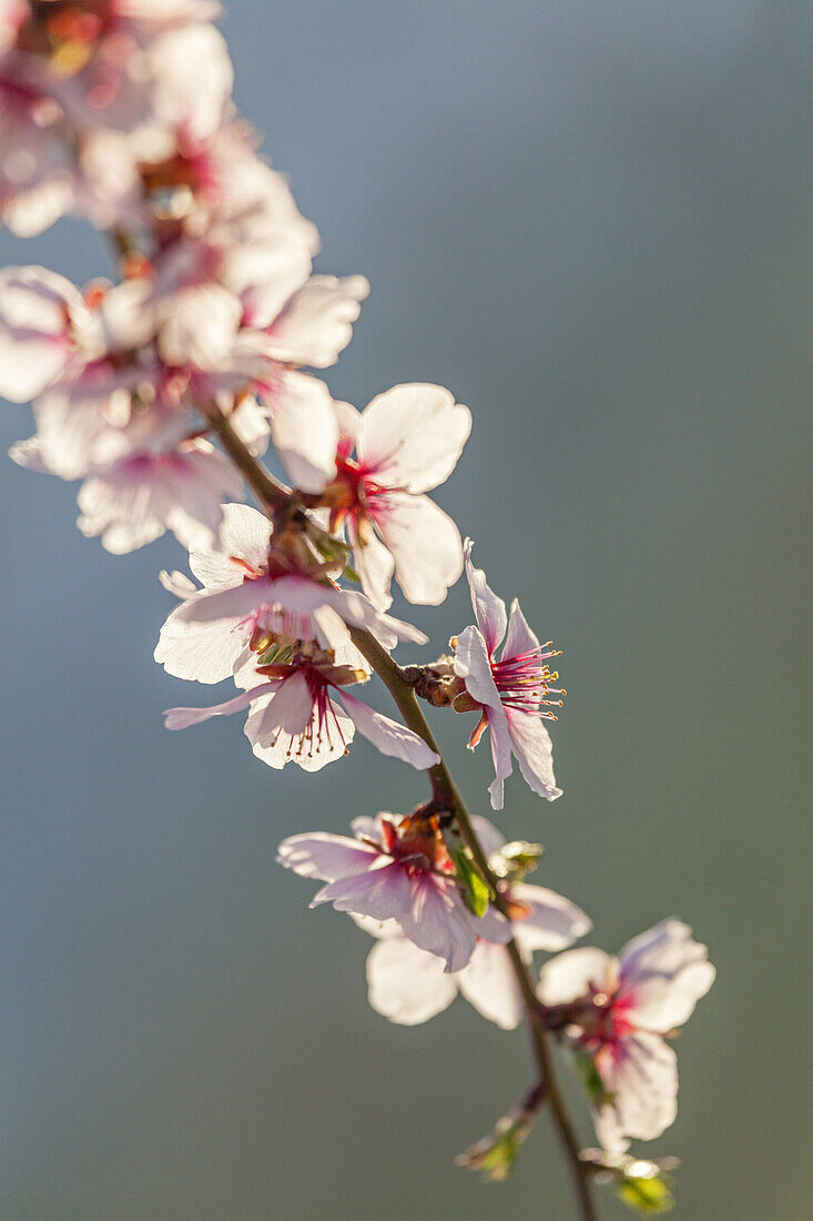 Mandelblüte in der Pfalz, Gimmeldingen, Neustadt an der Weinstraße, Pfälzer Wald, Rheinland-Pfalz, Deutschland, Europa