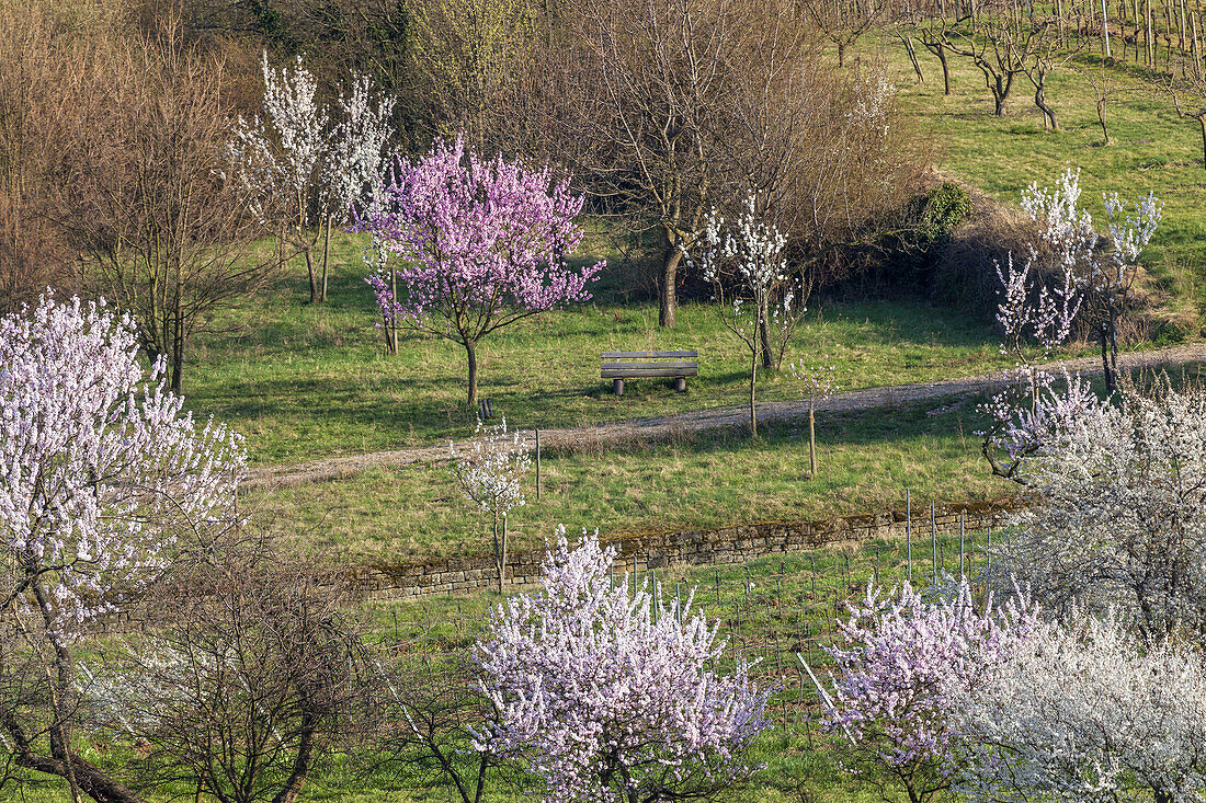 Mandelblüte in der Pfalz, Gimmeldingen, Neustadt an der Weinstraße, Pfälzer Wald, Rheinland-Pfalz, Deutschland, Europa