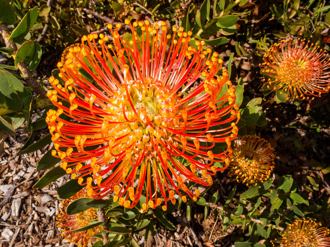 Blumen, Botanischer Garten Kirstenbosch, Cape Town, Südafrika