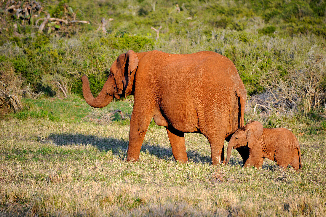 Elefant mit Baby, Addo Park, Porth Elizabeth, Südafrka