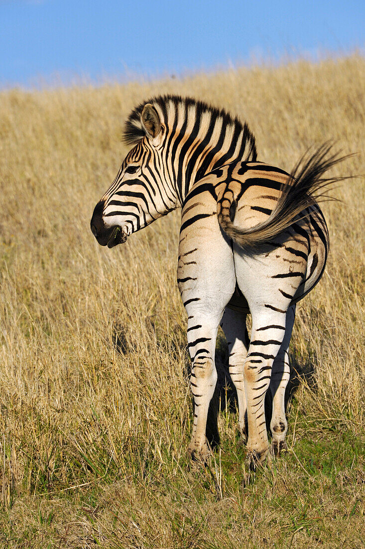 Zebra, Addo Elephant Park, Porth Elizabeth, South Africa