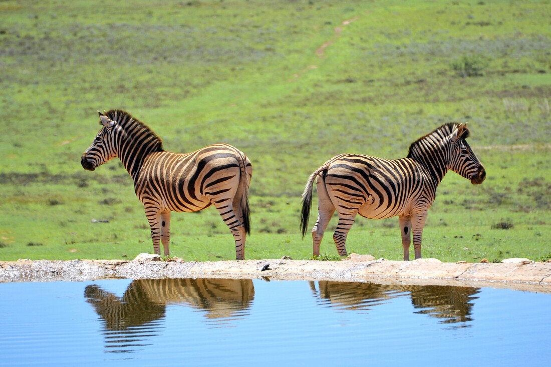 Zebra am Wasserloch, Gora Elephant Camp, Addo private Park, Porth Elizabeth, Südafrka