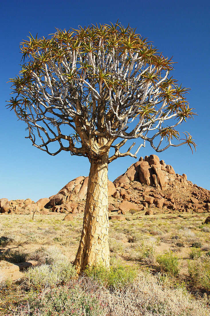 Köcherbaum, Richtersveld National Park, Südafrika