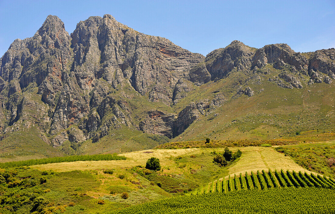 Weinregion, Western Cape, Südafrika