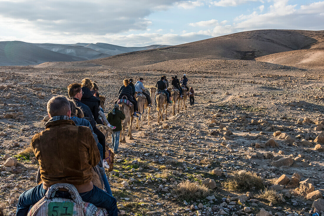 'Touristen reiten Kamele in einer Reihe durch die jüdische Wüste; Ezor Beer Sheva, Süddistrikt, Israel'