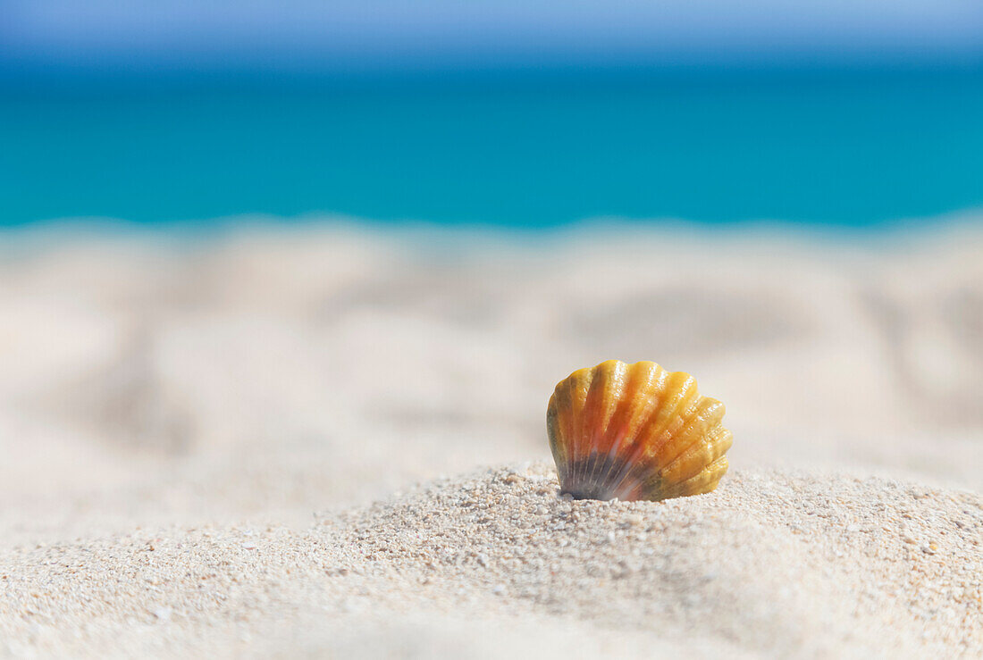 'Eine seltene Regenbogenfarbe Hawaiianischer Sonnenaufgang Jakobsmuschel Seashell, auch bekannt als Pecten Langfordi, im Sand am Strand bei Sonnenaufgang; Honolulu, Oahu Hawaii, Vereinigte Staaten von Amerika'