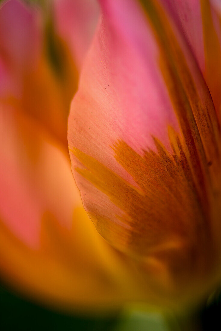 Nahaufnahme einer Blume in Blüte an Butchart Gärten, Victoria, Britisch-Kolumbien, Kanada