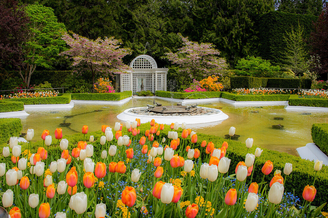 Felder von Tulpen in Butchart Gardens, Victoria, Britisch-Kolumbien, Kanada