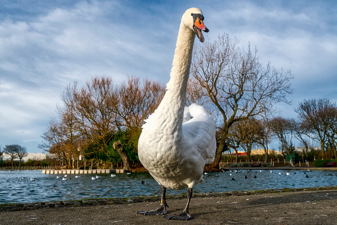 A swan (Cygnus) walks towards the camera, South Shields, Tyne and Wear, England