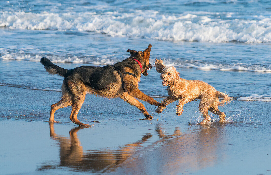 Zwei Hunde spielen auf dem nassen Sand am Wasserrand am Strand, South Shields, Tyne und Wear, England