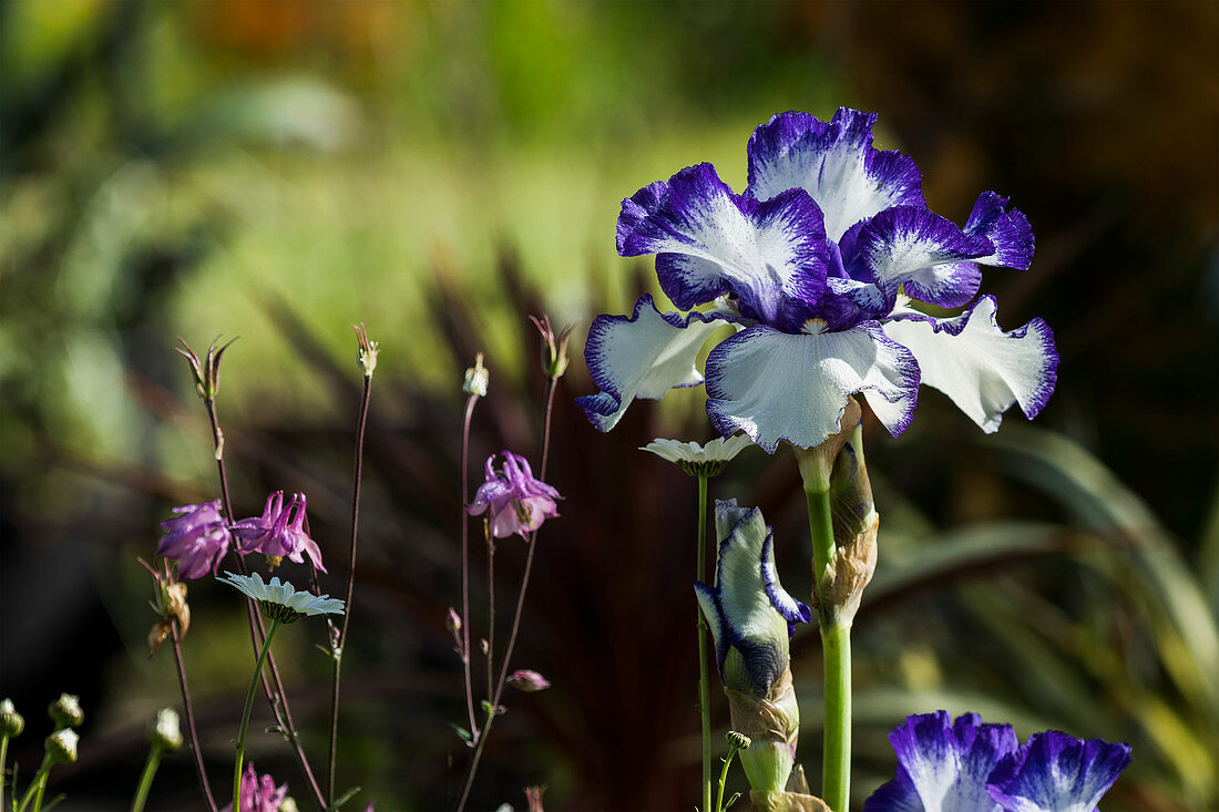Deutsche Iris blüht im Garten, Astoria, Oregon, Vereinigte Staaten von Amerika