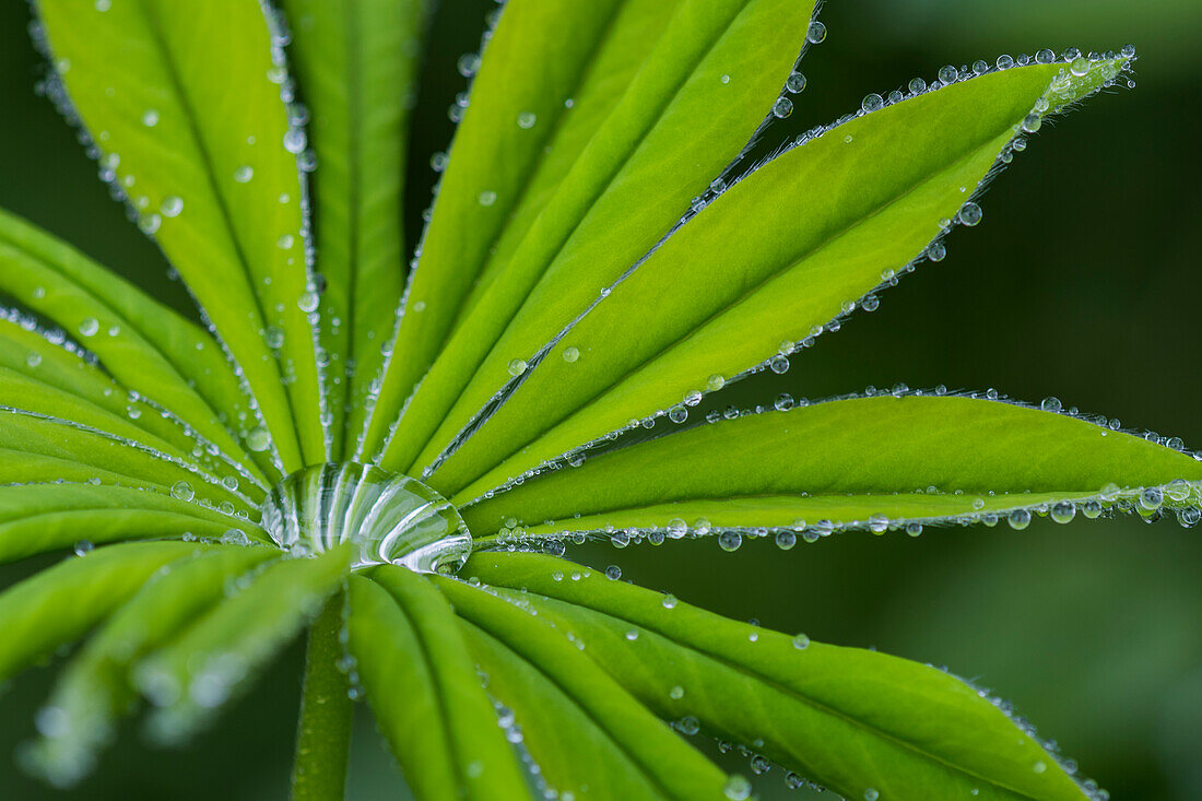 Rain drops cling to lupine leaflets, Oregon, United States of America