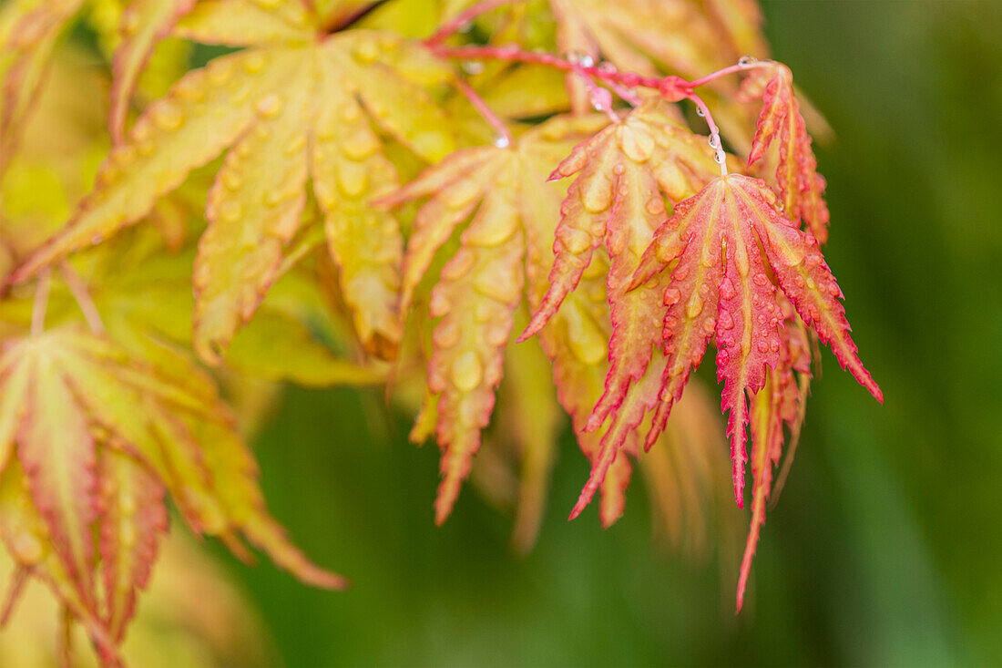 Rain falls on Japanese Maple (Acer palmatum) leaves in autumn colours, Astoria, Oregon, United States of America