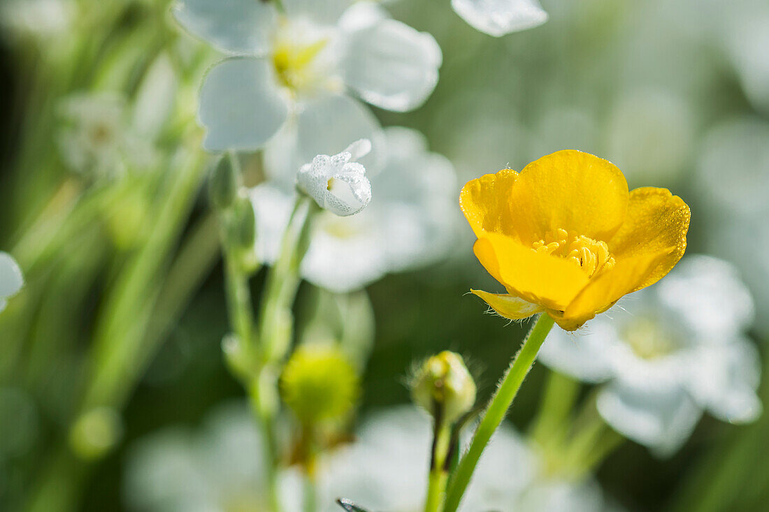 A buttercup (Ranunculus) grows among the chickweed (Stellaria media), Astoria, Oregon, United States of America