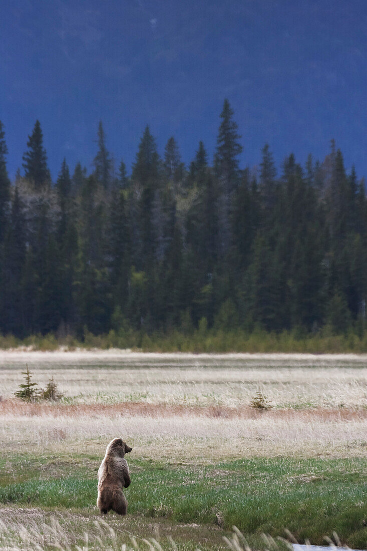 A grizzly bear (ursus arctos horribilis) standing on it's hind legs looking out over a field, Alaska, United States of America