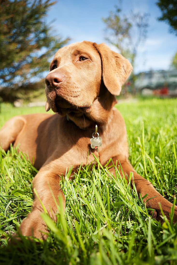 Close-up of a brown Labrador Retriever dog laying on the grass, Alaska, United States of America
