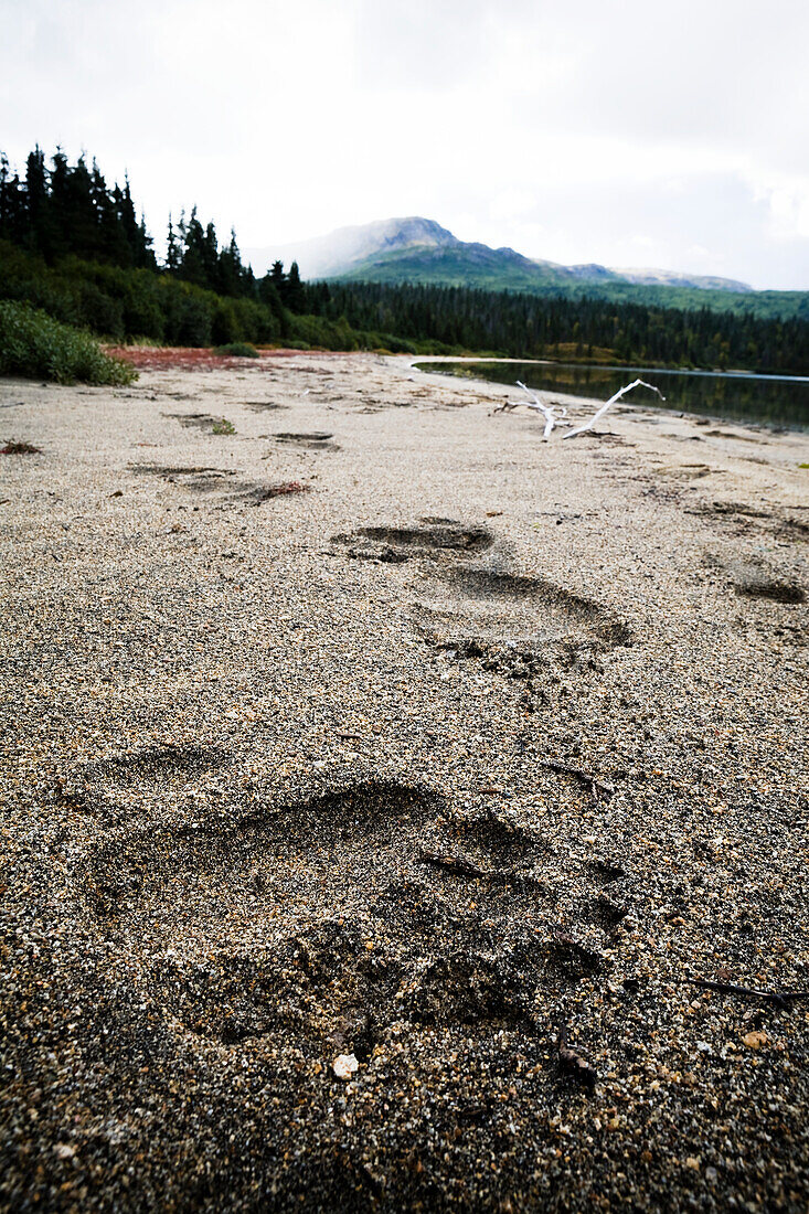 Bear paw prints in the sand on the beach of Iliamna Lake, Alaska, United States of America