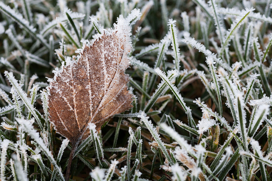 A brown, frost covered leaf laying in frosty grass, Alaska, United States of America