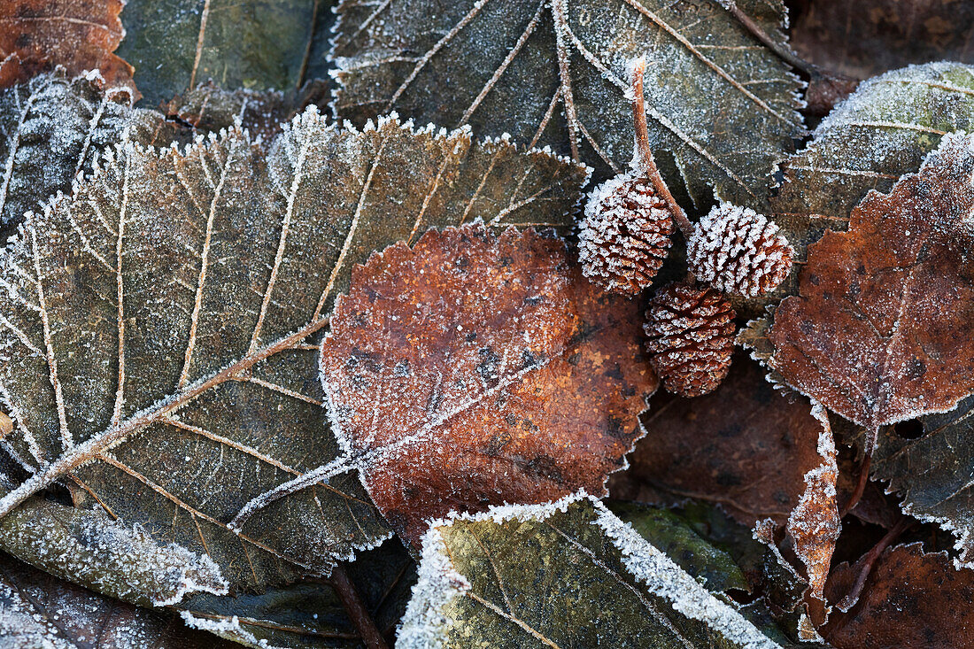 Pile of frosty autumn coloured leaves and pine cones, Alaska, United States of America