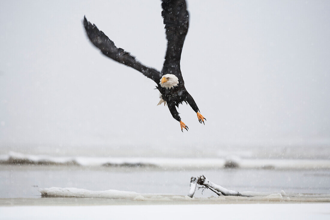 A Bald eagle (Haliaeetus leucocephalus) flys over driftwood on a beach, Alaska, United States of America