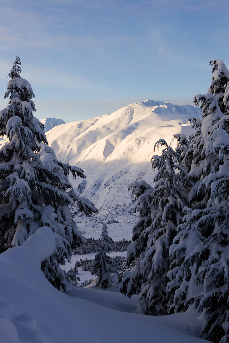 Schneebedeckte Kiefern und Bergkette im Winter, Alaska, Vereinigte Staaten von Amerika
