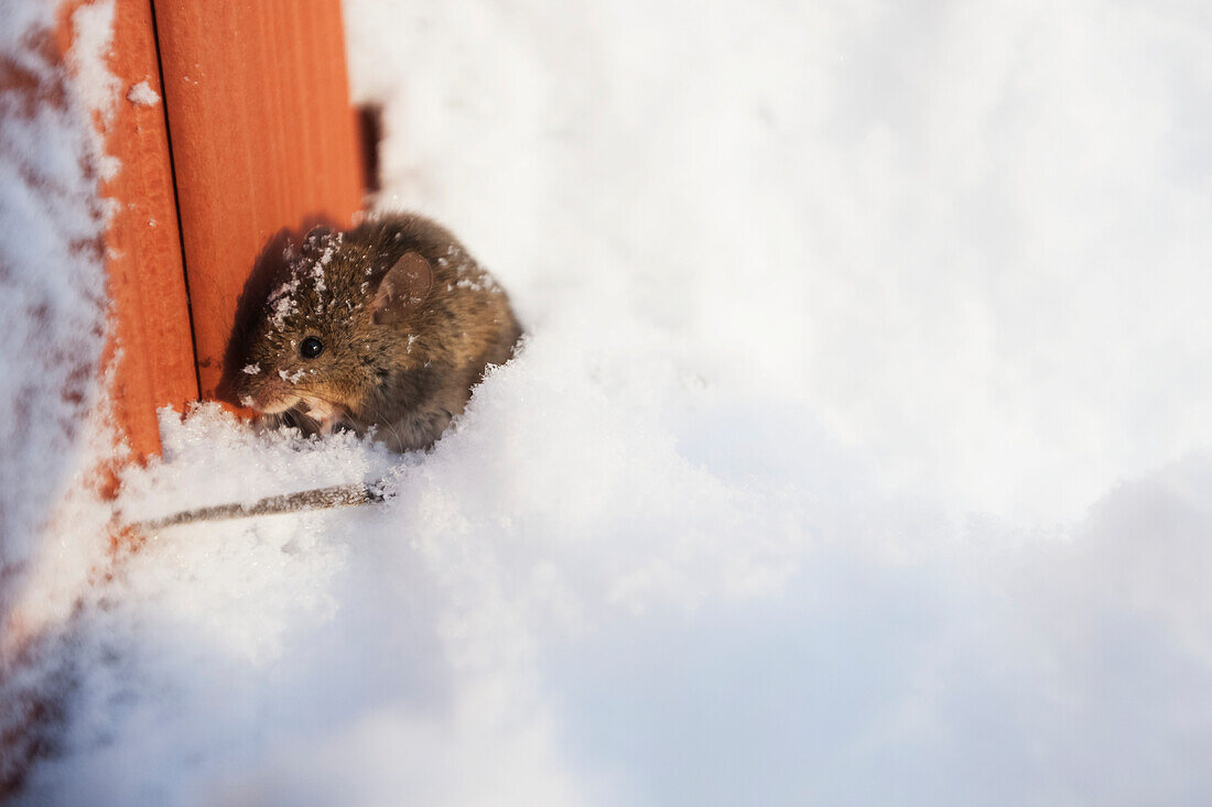 A mouse cowers in the deep snow at the edge of a building, Alaska, United States of America