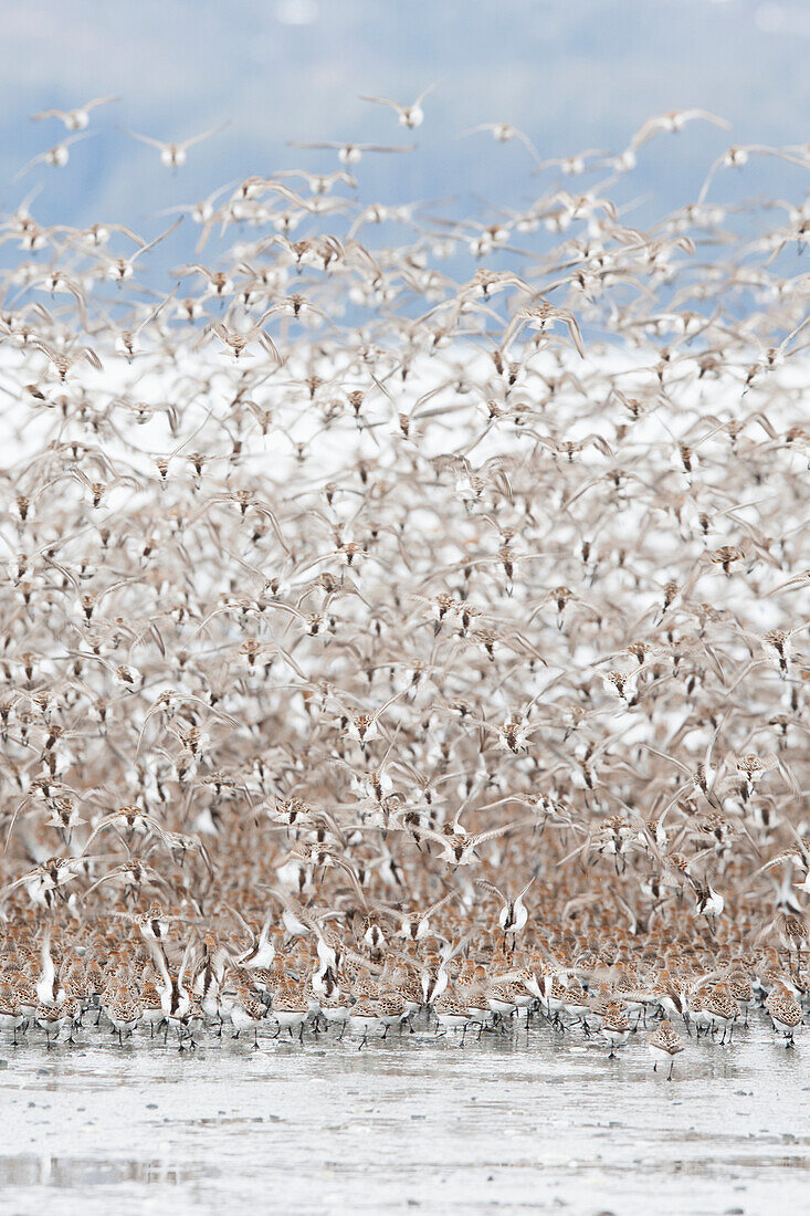 A large flock of birds taking flight over water, Alaska, United States of America