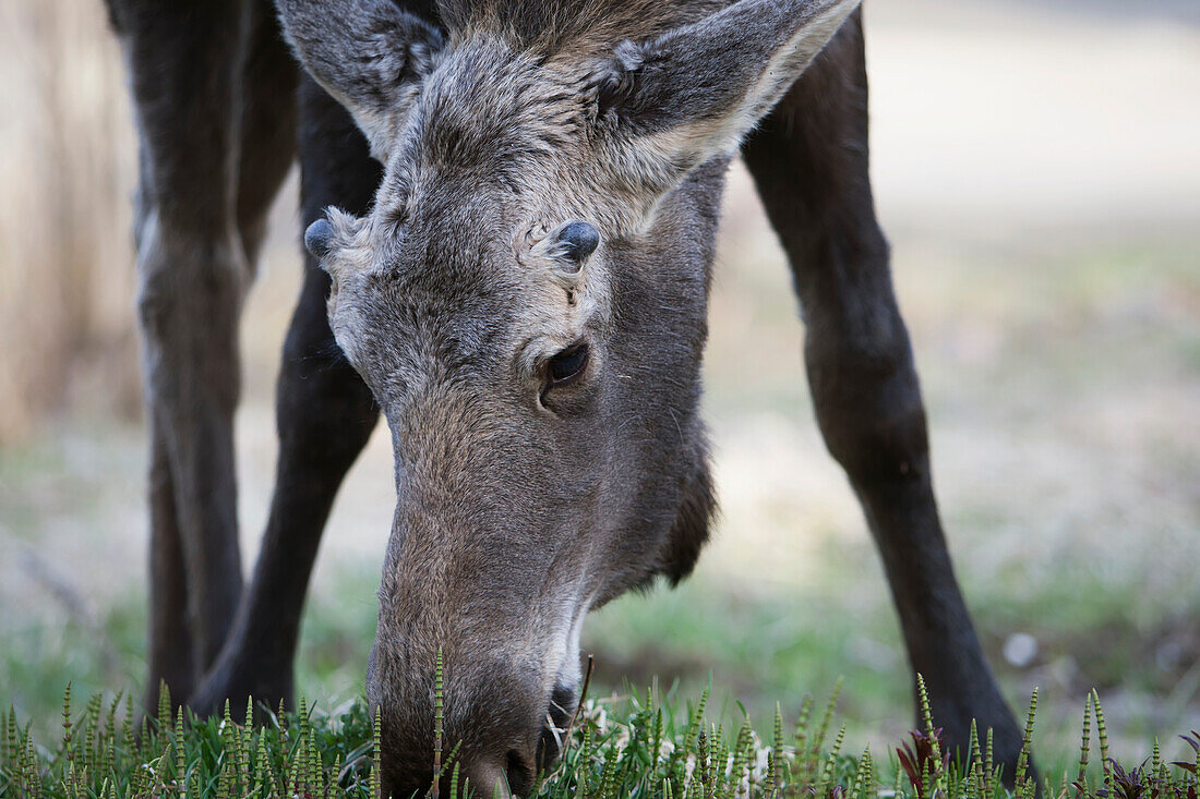 Eine Elchkuh (alces alces) essen Gras, Homer, Alaska, Vereinigte Staaten von Amerika