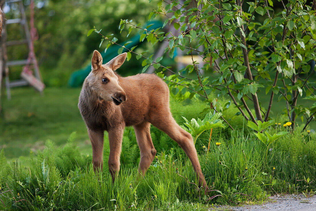 A moose calf (alces alces) stands on the grass of a residential backyard with a child's slide in the background, Alaska, United States of America