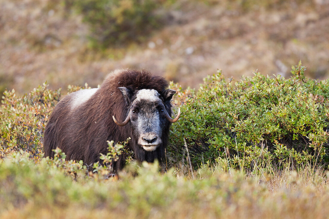 Muskox (Ovibos moschatus), der unter Sträuchern steht, Alaska, Vereinigte Staaten von Amerika