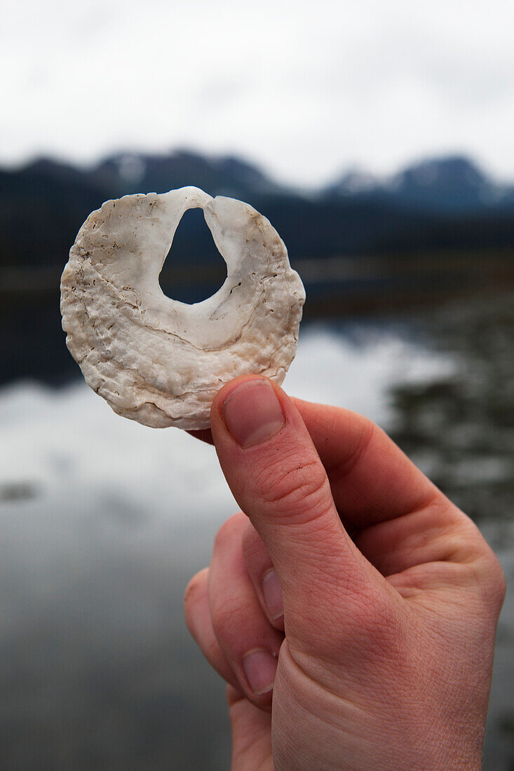 A hand holds a unique white shell with a hole in the middle at the water's edge, Alaska, United States of America