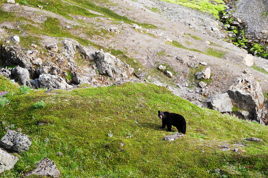 Amerikanischer schwarzer Bär (Ursus americanus) stehend auf Gras auf einem Berghang, Alaska, Vereinigte Staaten von Amerika