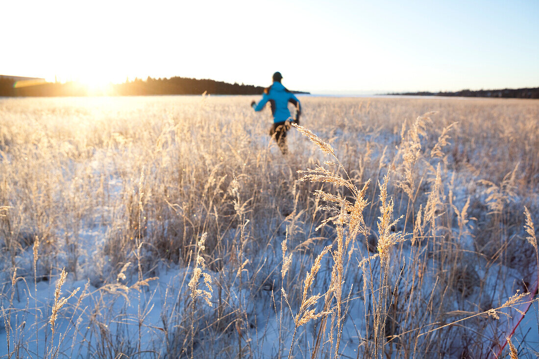 Running across a field with snow and long grasses in winter, Homer, Alaska, United States of America