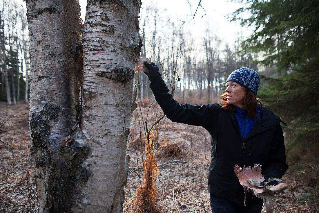 Eine Frau schält Barke aus einer Birke in einem Wald, Kenai-Halbinsel, Alaska, Vereinigte Staaten von Amerika