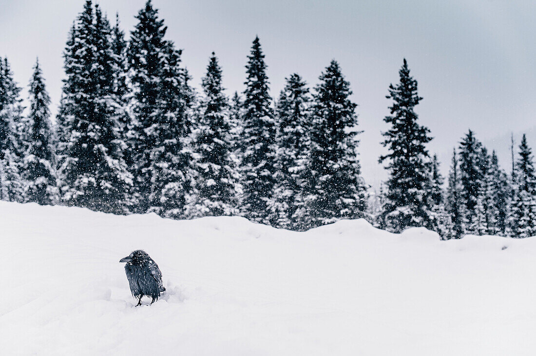 crow in the snow, Icefields Parkway, Banff National Park, Jasper National Park, Alberta, Kanada, north america