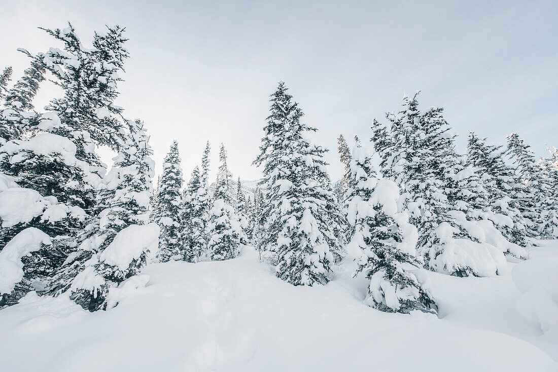 Wald beim Lake Louise, Bow Tal, Banff National Park, Alberta, Kanada, Nordamerika