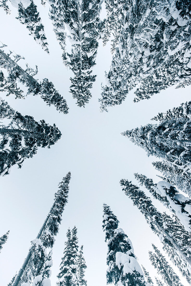 Forest at Lake Louise, Bow Valley, Banff National Park, Alberta, Kanada, north america