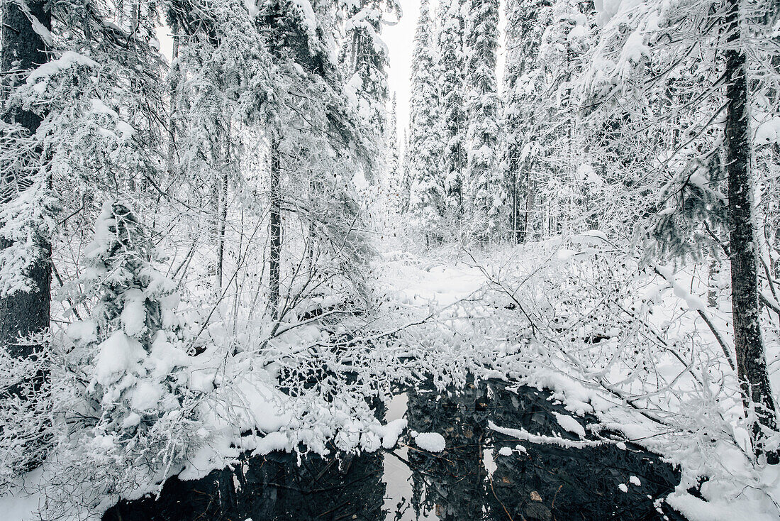 Wald im Kootenay Nationalpark, Kootenay National Park, British Columbia, Kanada, Nordamerika