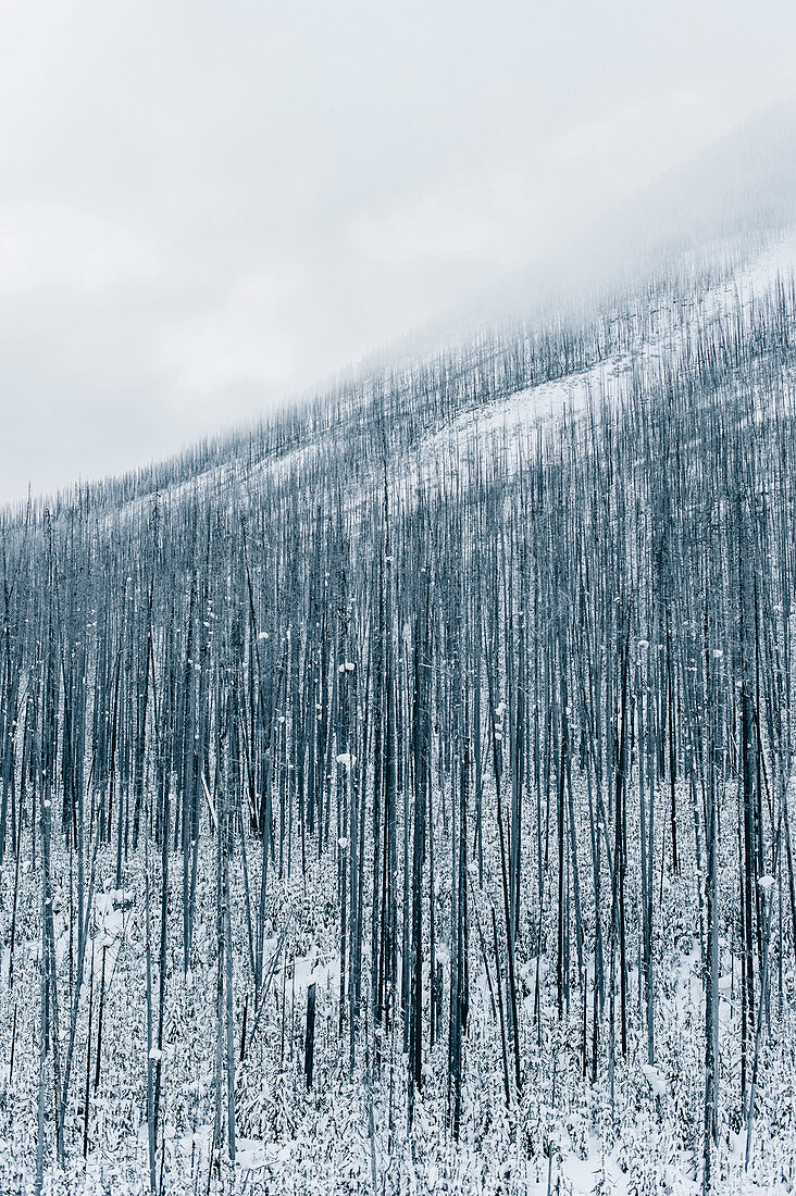 Wald im Kootenay National Park, British Columbia, Kanada, Nordamerika