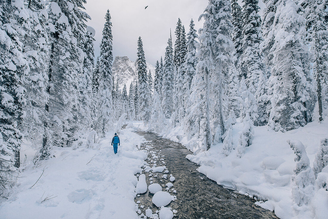 Mann wandert an einem Fluss im Yoho Nationalpark, Emerald Lake, Yoho Nationalpark, British Columbia, Kanada, Nordamerika