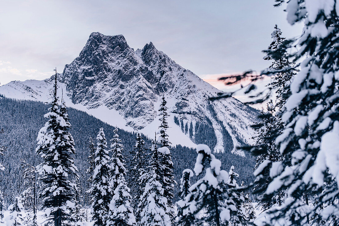 Wald im Kootenay National Park, British Columbia, Kanada, Nordamerika