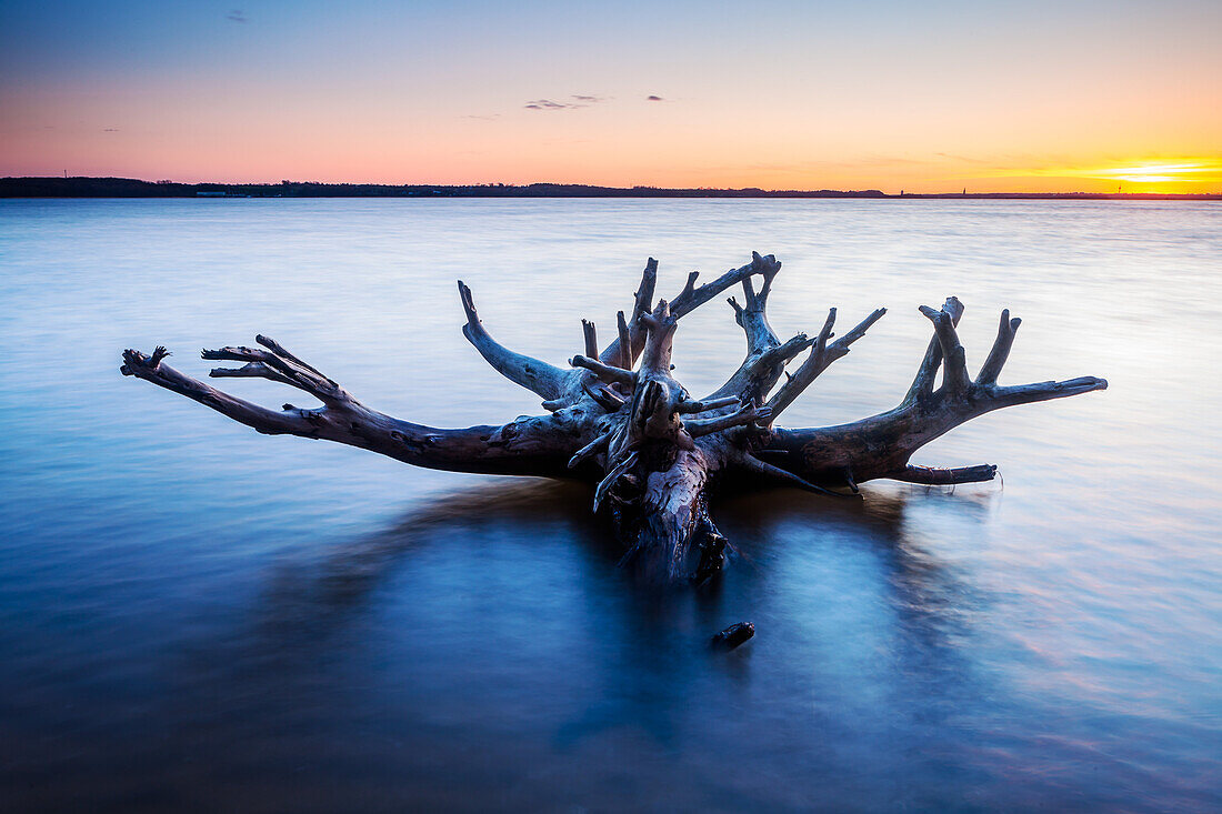 tree, root, Schlei, Weseby, Missunde, Schleswig, Schleswig Holstein, Germany