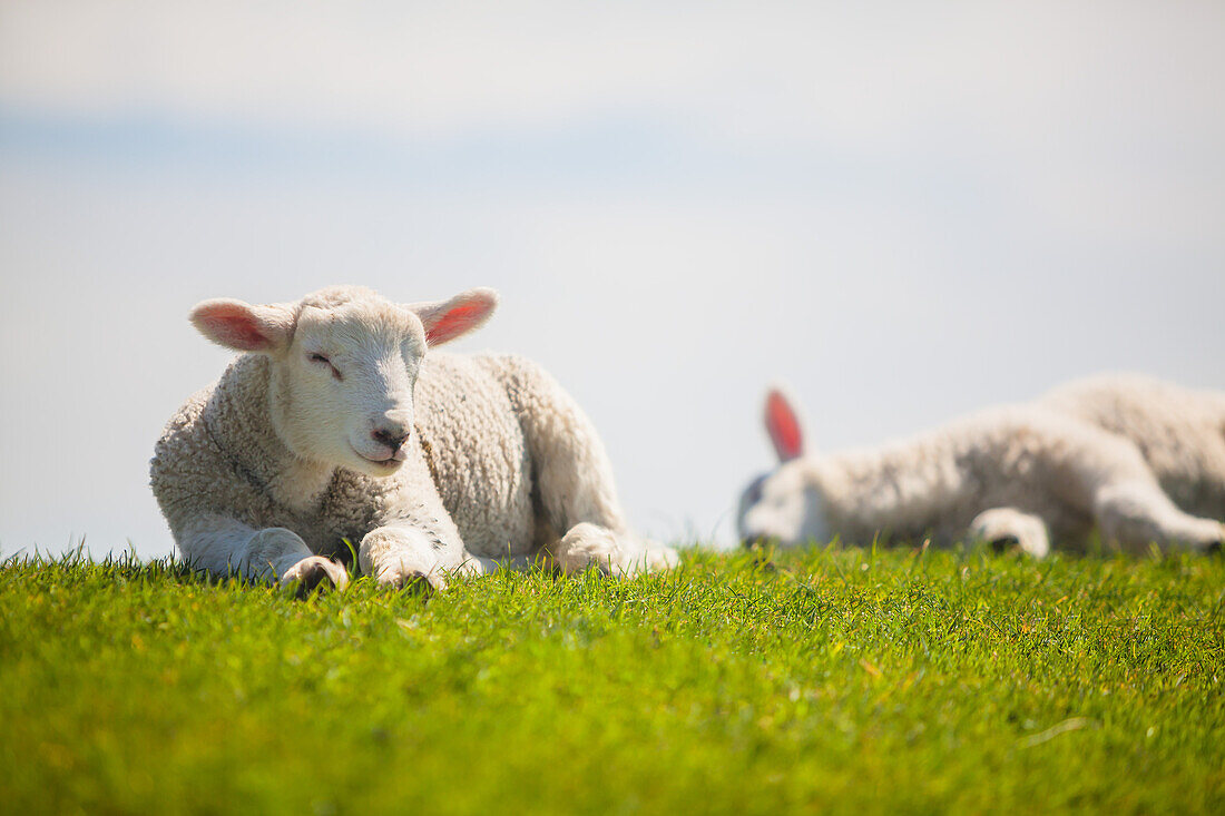lambs, sheeps, dyke, Schleswig Holstein, Germany