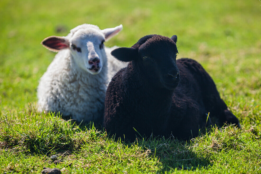 black lamb, white lamb, dyke, Schleswig Holstein, Germany