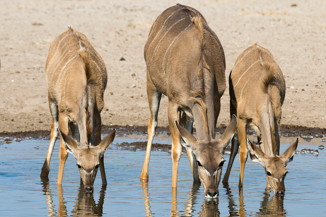 Female greater kudu and young (Tragelaphus strepsiceros) drinking at waterhole, Botswana, Africa