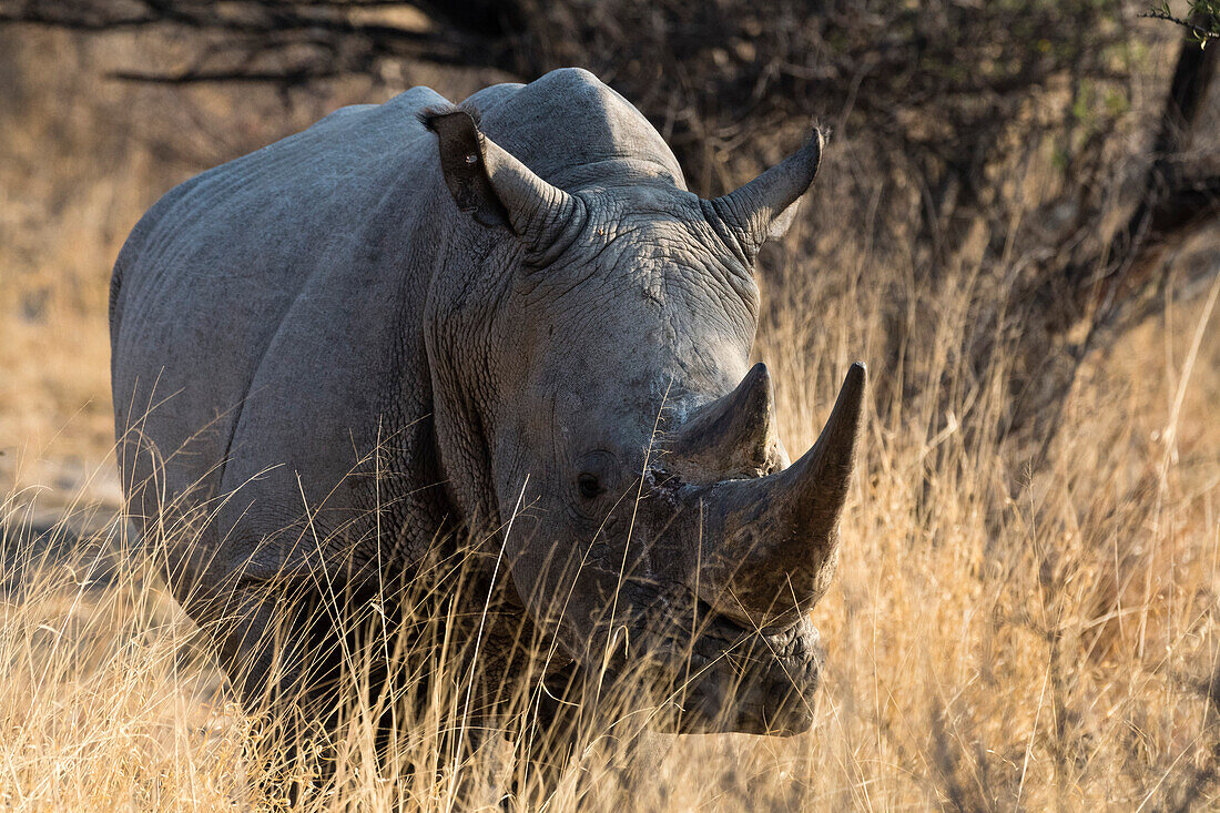 White rhinoceros (Ceratotherium simum) looking at the camera, Botswana, Africa