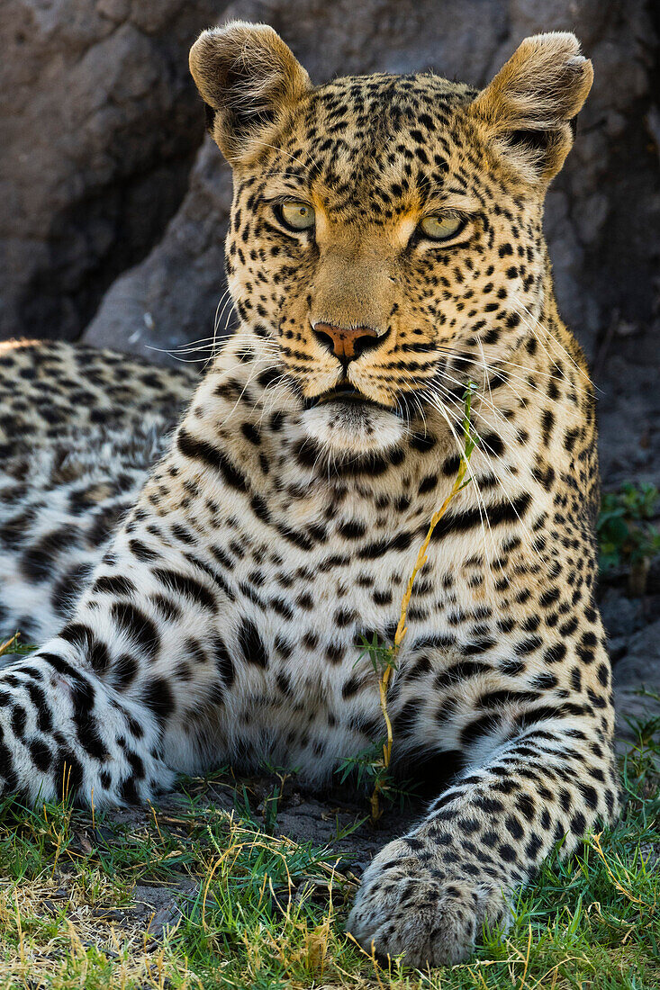 Portrait of a leopard (Panthera pardus) resting in the shade of a tree, Botswana, Africa