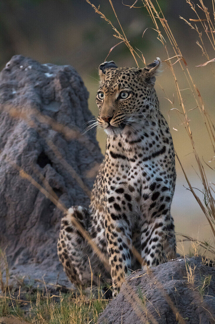 A female leopard (Panthera pardus) standing on a termite mound in the early evening, Botswana, Africa