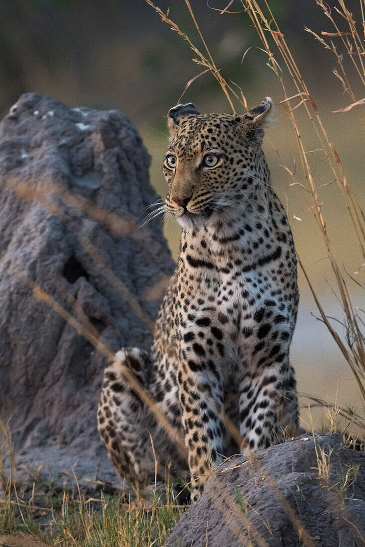 A female leopard (Panthera pardus) … – License image – 71175511 lookphotos